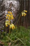 Primula veris