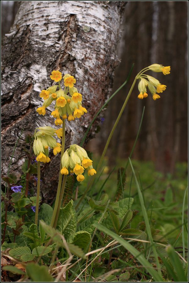 Изображение особи Primula veris.