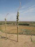 Eremurus inderiensis