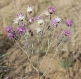 Jurinea thyrsiflora