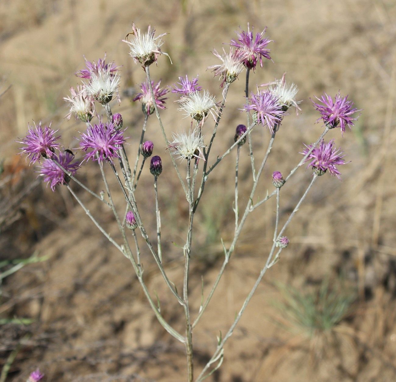 Image of Jurinea thyrsiflora specimen.