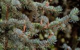 Picea meyeri. Верхушка ветви с микростробилами. Китай, пров. Ганьсу, г. Чжанъе, в культуре. 03.06.2025.