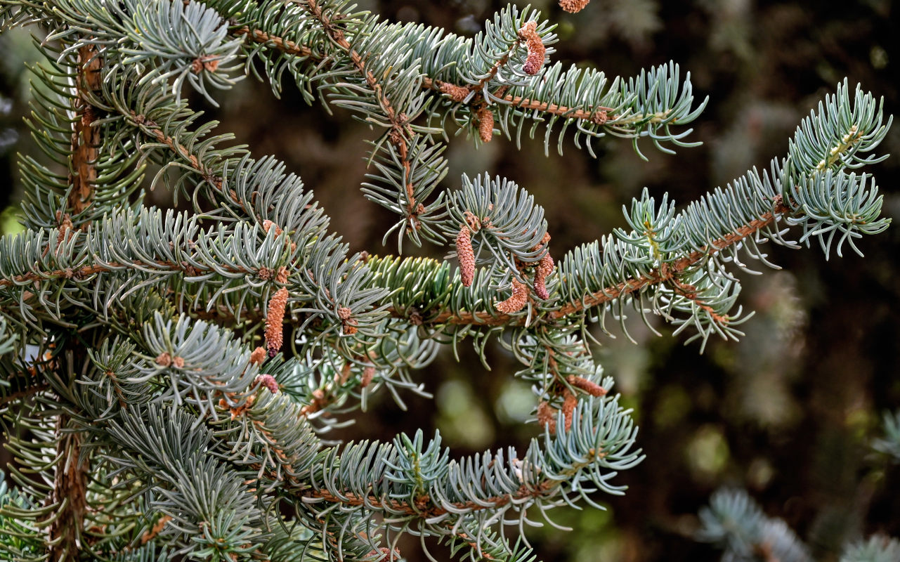 Изображение особи Picea meyeri.