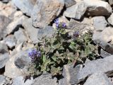 Veronica luetkeana