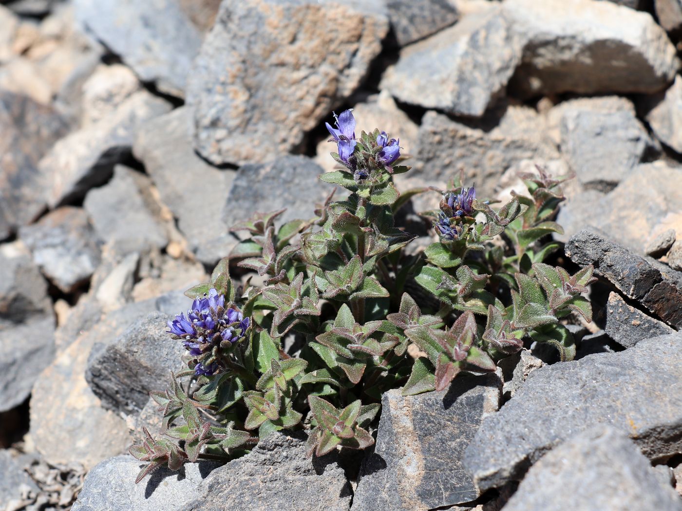 Image of Veronica luetkeana specimen.