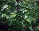 Ulmus minor. Верхушки веточек. Ростовская обл., окр. г. Донецк, разнотравный луг вдоль асфальтовой дорожки. 14.06.2025.