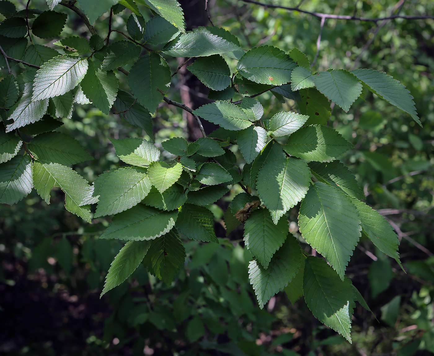 Image of Ulmus minor specimen.