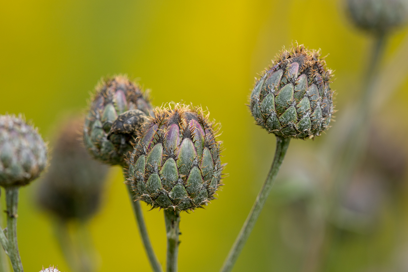 Image of Centaurea scabiosa specimen.