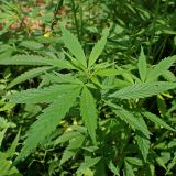 Cannabis sativa var. spontanea