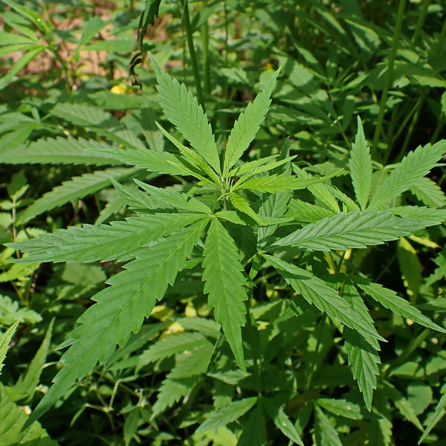 Image of Cannabis sativa var. spontanea specimen.