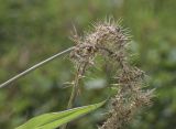 Setaria verticillata