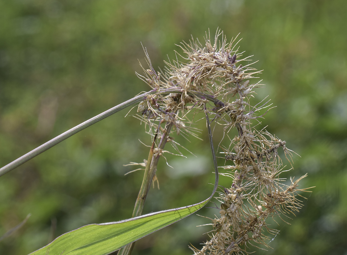 Image of Setaria verticillata specimen.