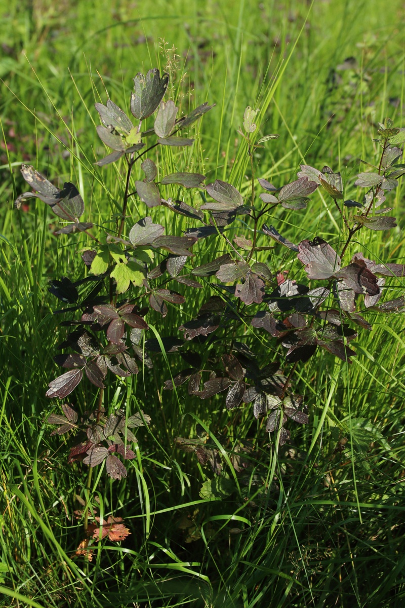 Изображение особи Thalictrum flavum.