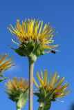 Inula helenium