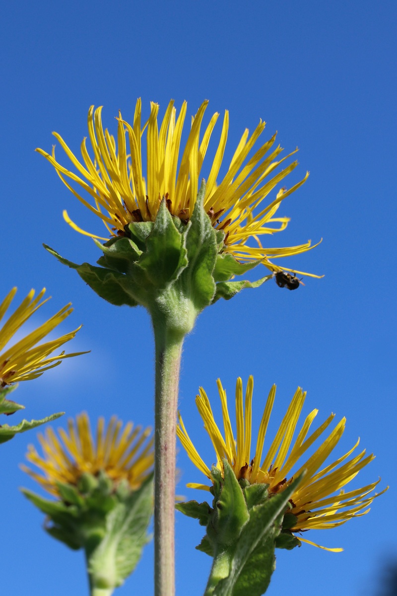 Image of Inula helenium specimen.
