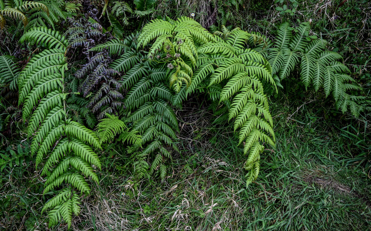 Image of Woodwardia radicans specimen.