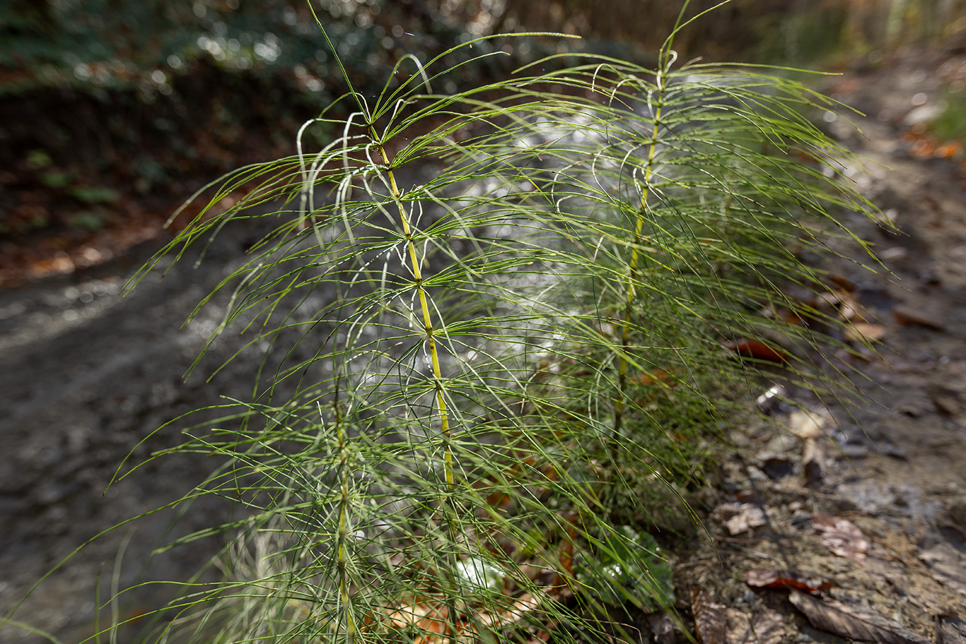 Image of Equisetum telmateia specimen.