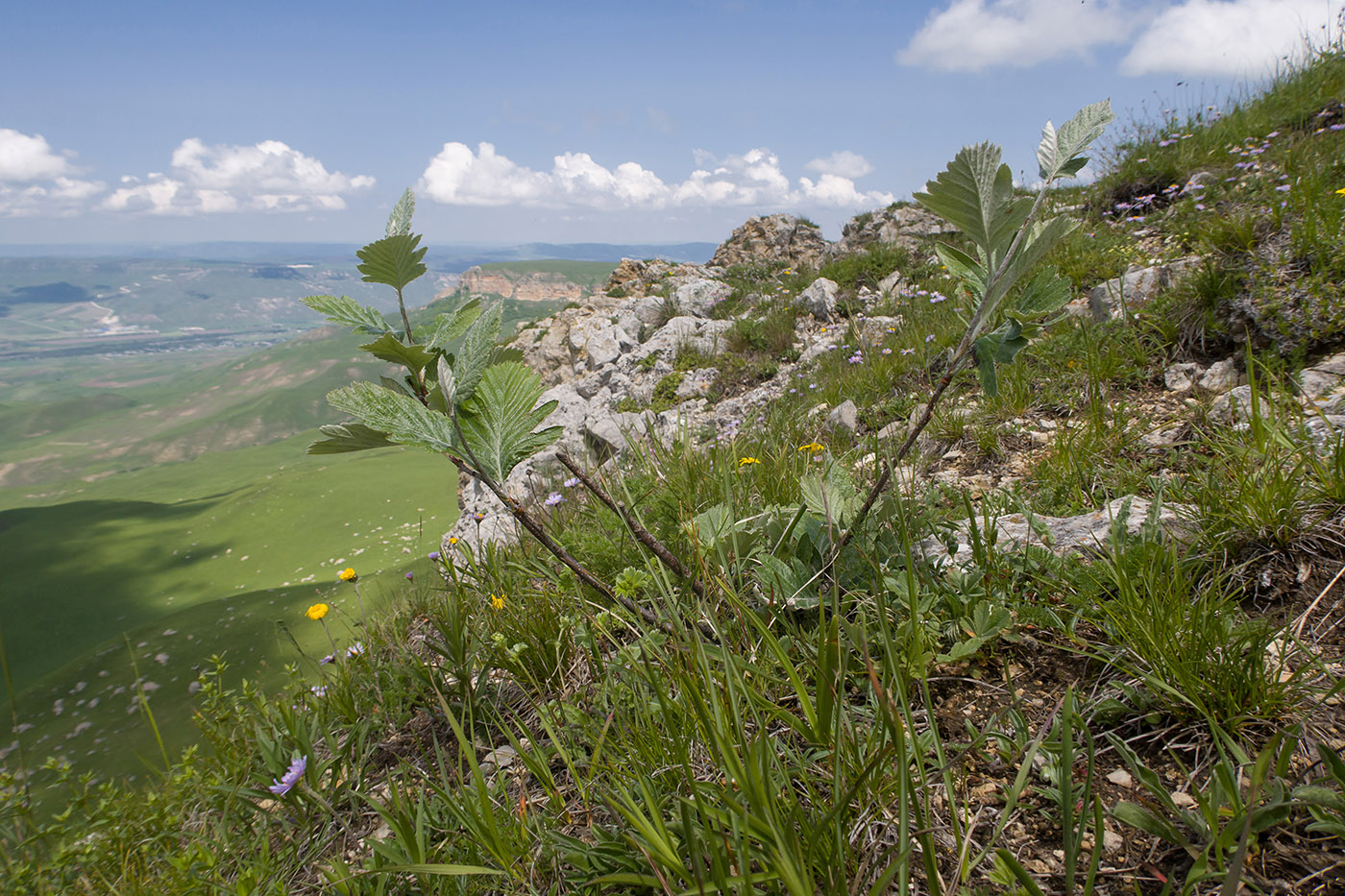 Изображение особи Sorbus caucasica.