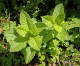 неопознанный вид. Верхушки вегетирующих растений. Абхазия, Гагрский р-н, 1700 м н.у.м., широколиственный лес, поляна. 12.06.2025.