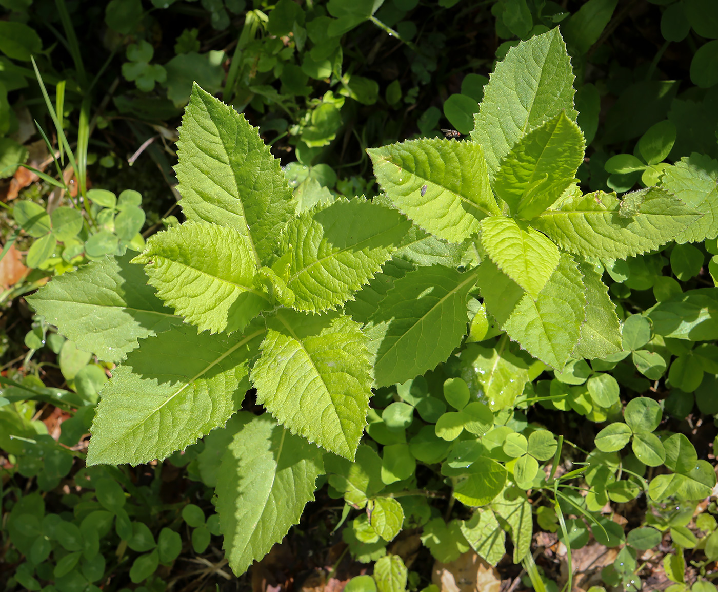 Изображение особи Неопознанный вид.