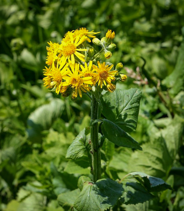 Изображение особи Tephroseris cladobotrys.
