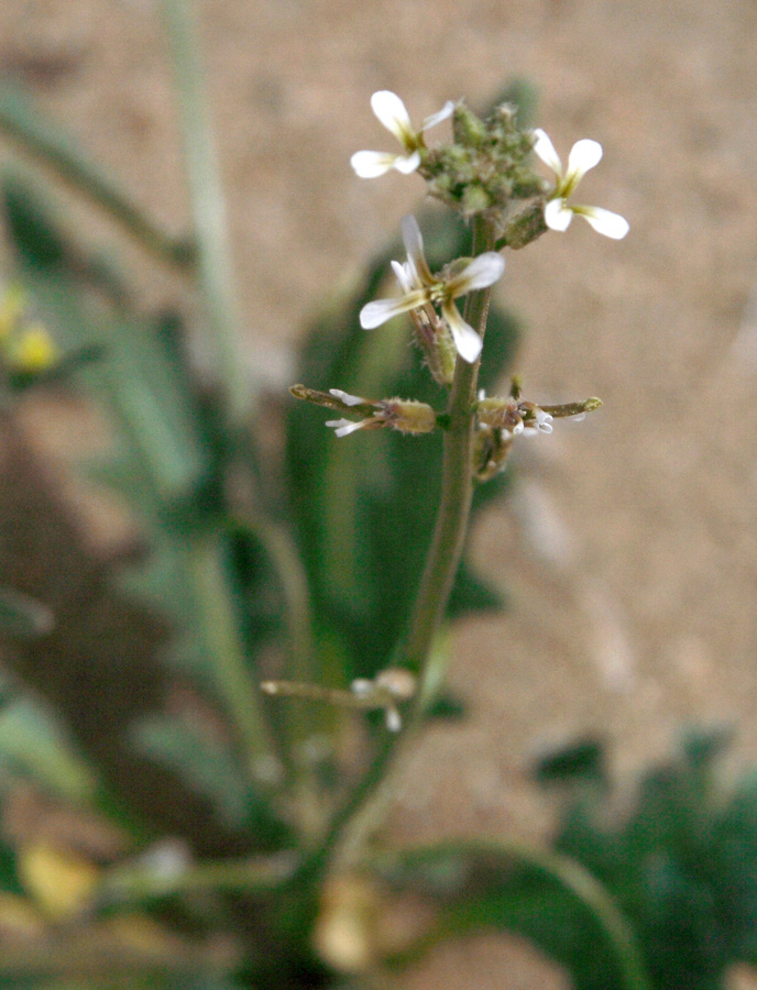 Изображение особи Strigosella circinata.