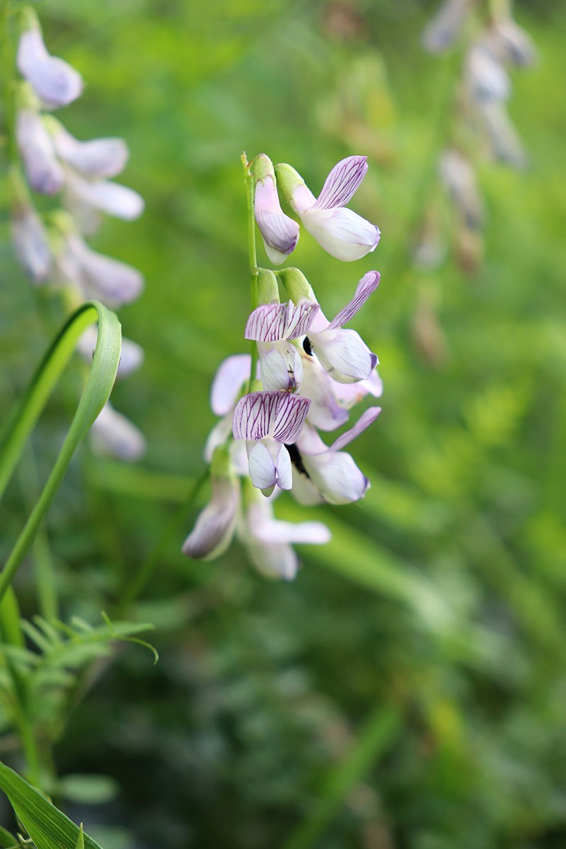 Изображение особи Vicia sylvatica.