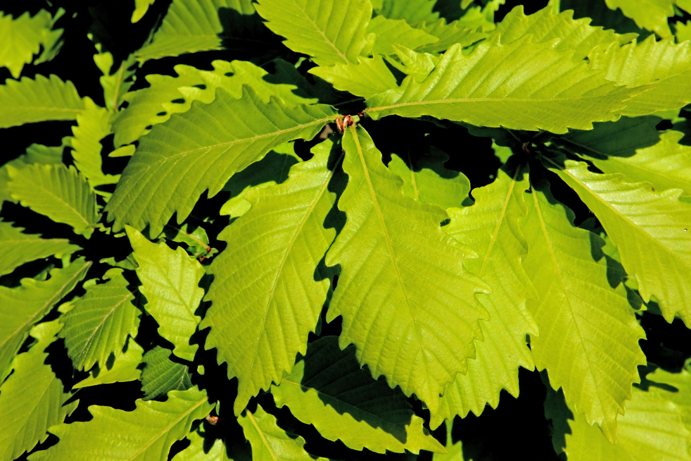 Image of Quercus mongolica specimen.