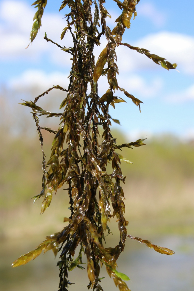 Image of genus Fontinalis specimen.