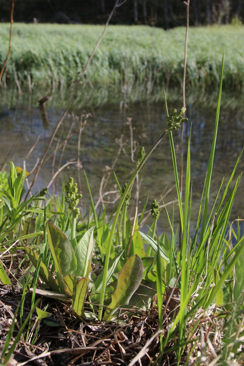 Image of Crepis praemorsa specimen.