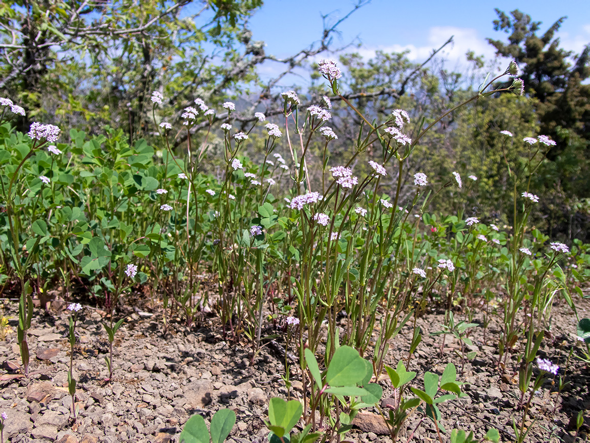 Image of Valerianella coronata specimen.