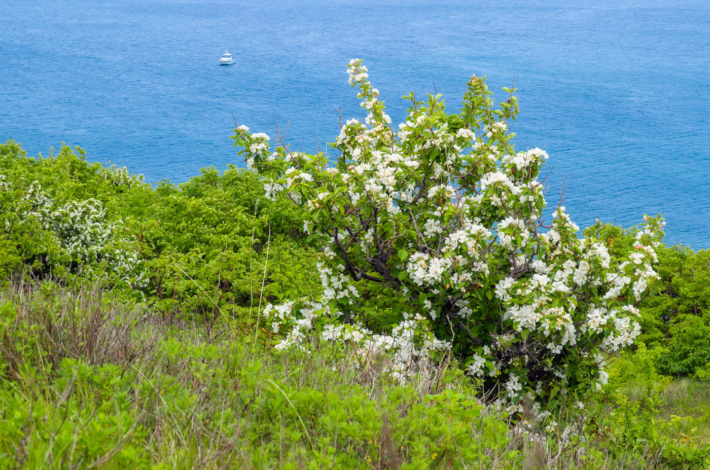 Изображение особи Malus mandshurica.