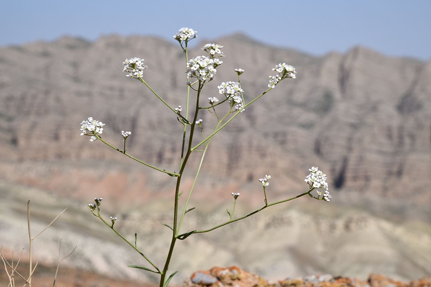 Image of Lepidium ferganense specimen.