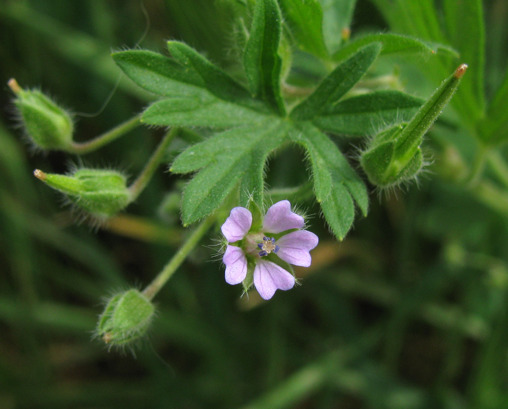 Image of Geranium pusillum specimen.