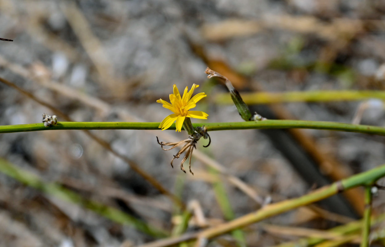 Изображение особи Chondrilla juncea.