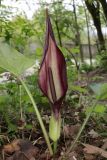 Arum elongatum. Соцветие и черешки листьев. Краснодарский край, м/о город-курорт Геленджик, окр. с. Возрождение, широколиственный лес. 2 мая 2026 г.