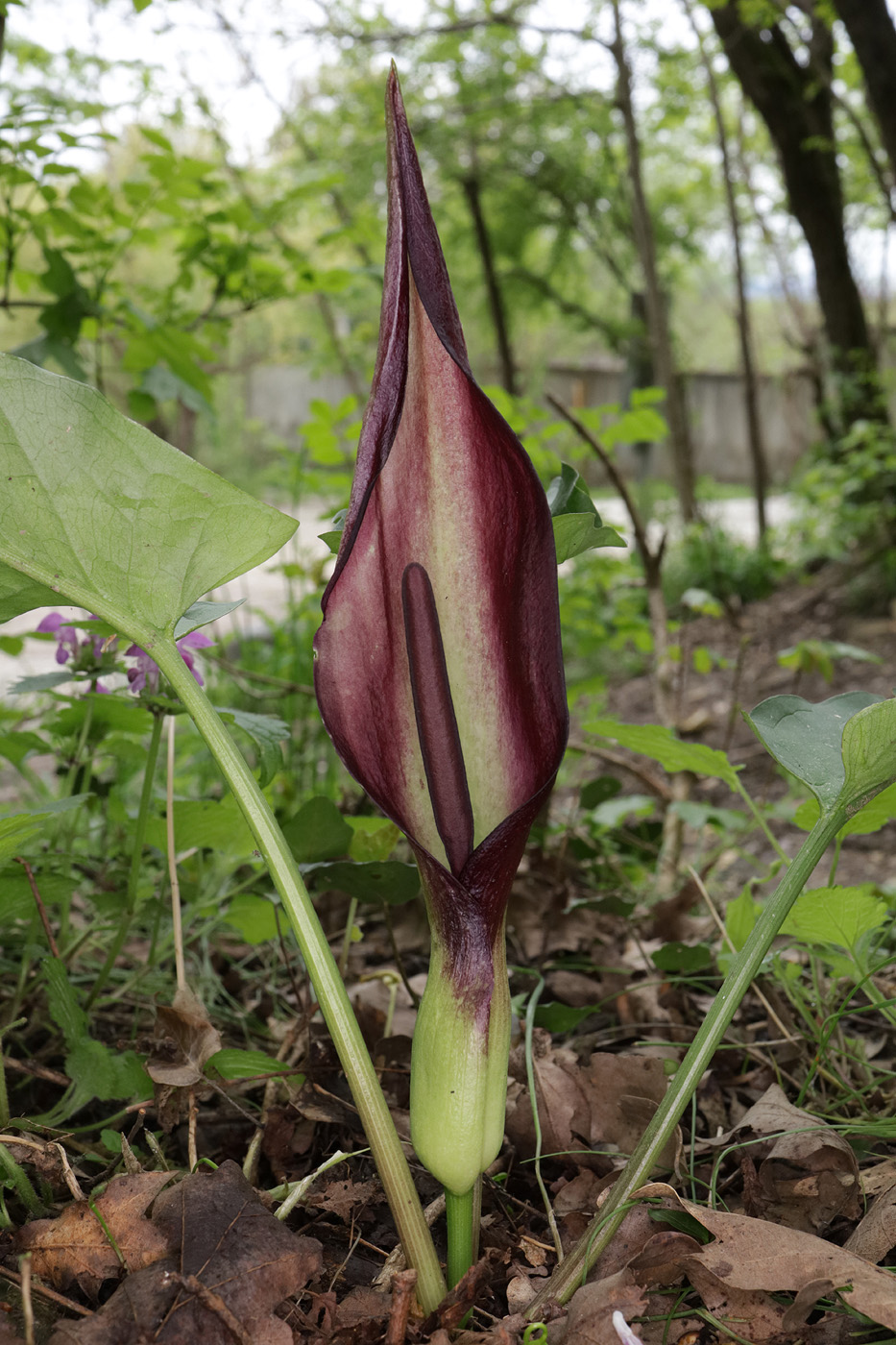 Изображение особи Arum elongatum.