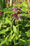 Lamium maculatum. Верхушка цветущего побега. Ленинградская обл., Ломоносовский р-н, дер. Дубки, дачный участок, в культуре. 17.05.2026.