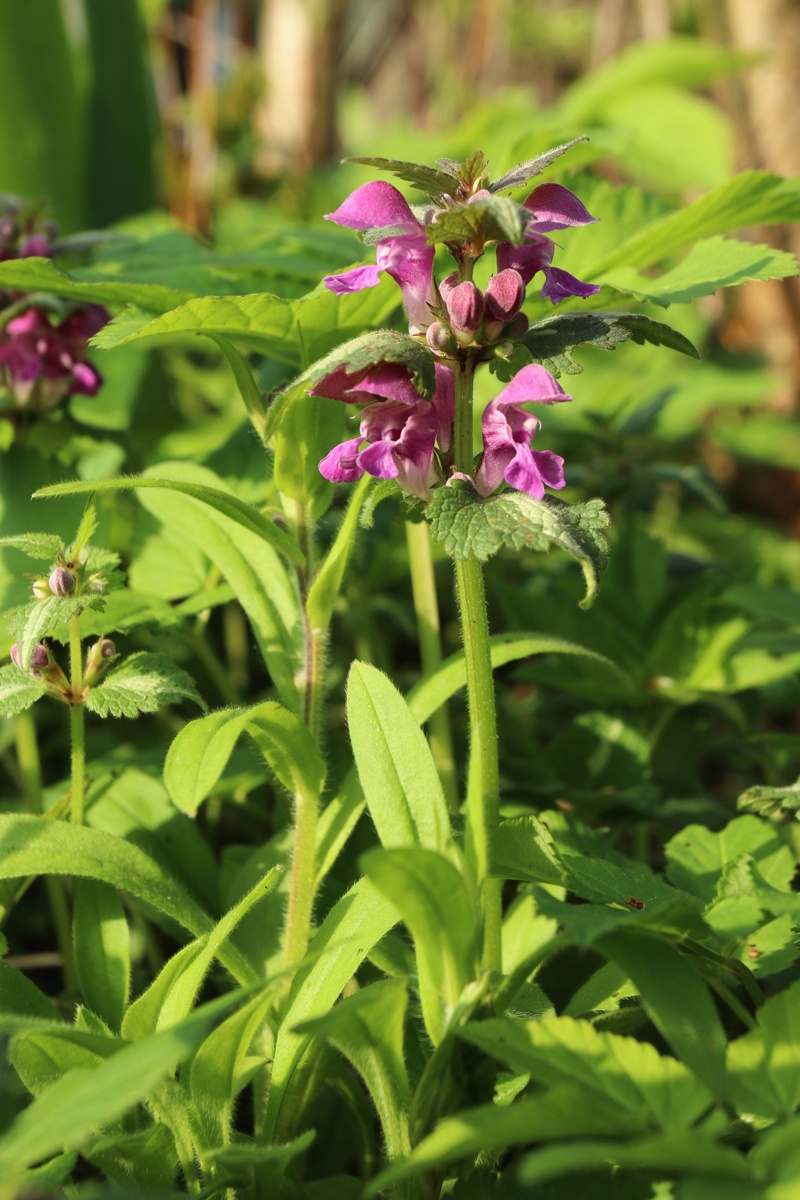 Image of Lamium maculatum specimen.