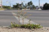 Lepidium ruderale. Плодоносящие растения. Крым, Севастополь. 21.06.2026.