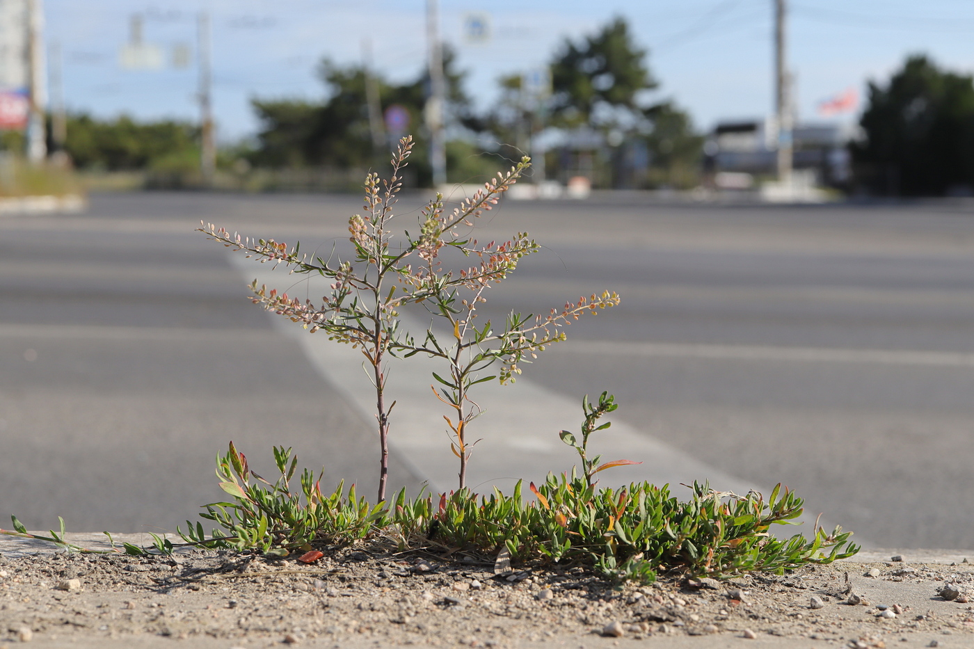 Изображение особи Lepidium ruderale.