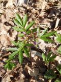 Cardamine quinquefolia