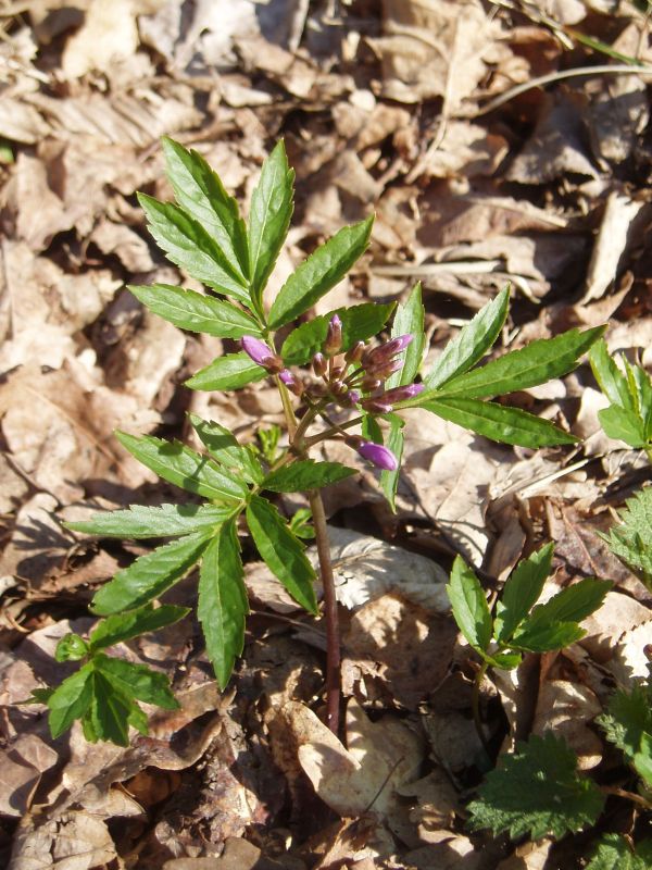 Изображение особи Cardamine quinquefolia.