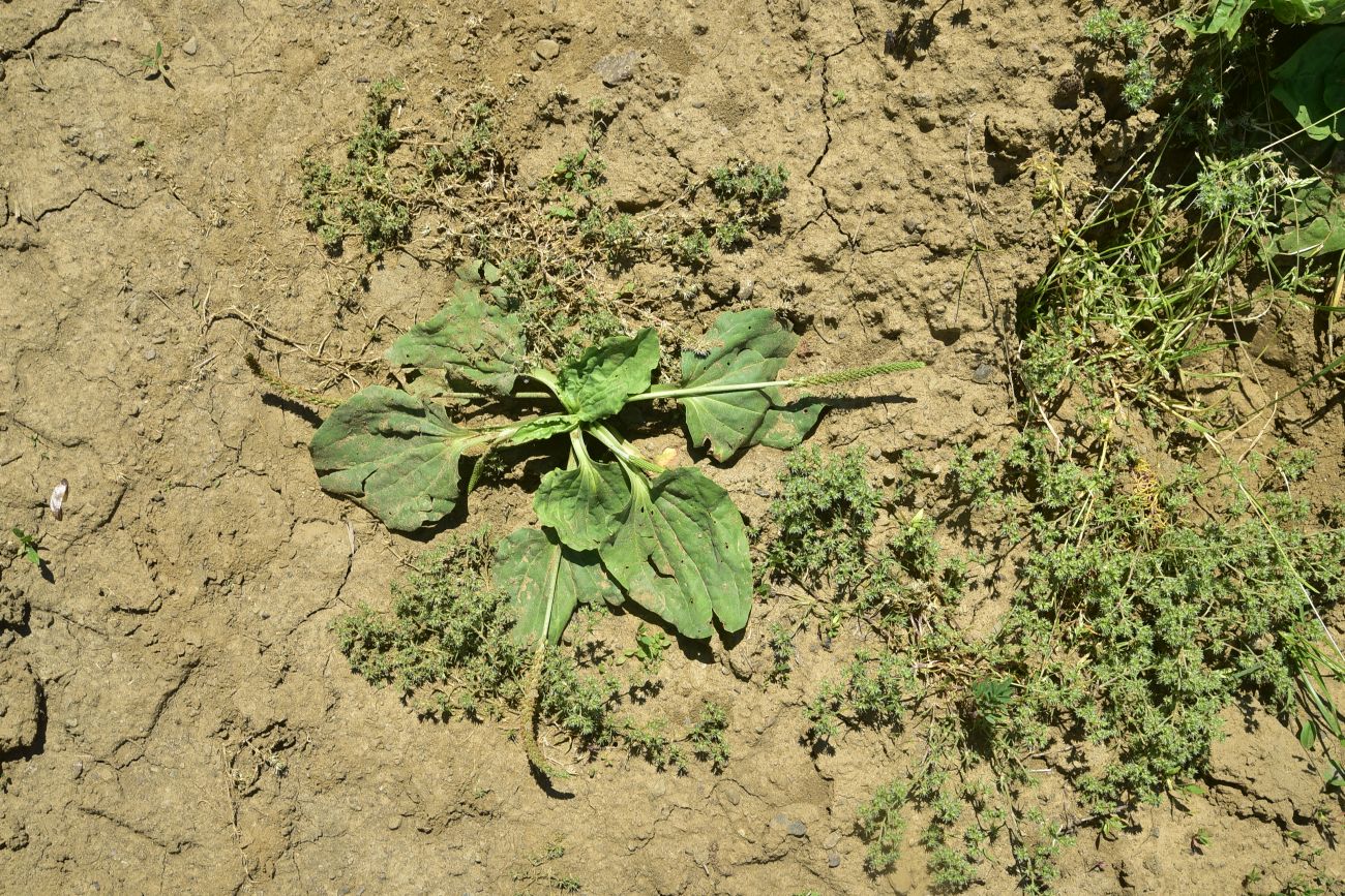 Изображение особи Plantago major.