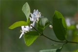Lonicera tatarica. Верхушка побега с соцветием. 55°11'58.632\" N 49°18'5.658\" E.
