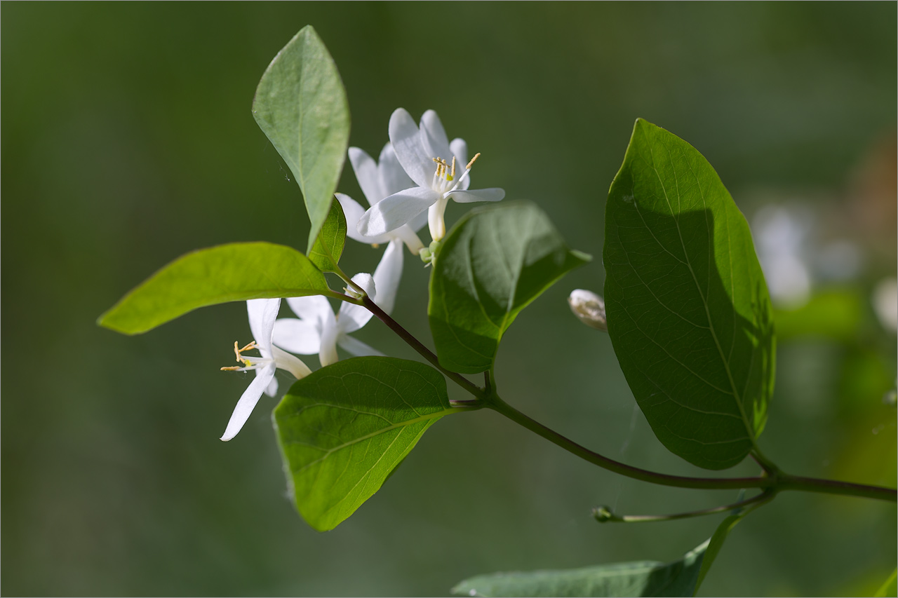Image of Lonicera tatarica specimen.