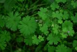 genus Geranium