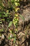 genus Rumex. Нижняя часть соплодия. Турция, ил Артвин, р-н Юсуфели, окр. дер. Дамлаташ, выс. 1912 м н.у.м., луг. 13 июня 2026 г.