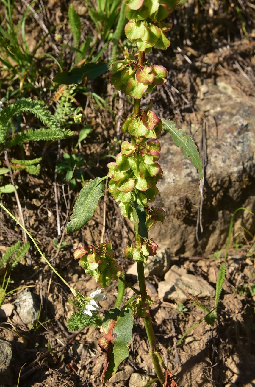 Image of genus Rumex specimen.