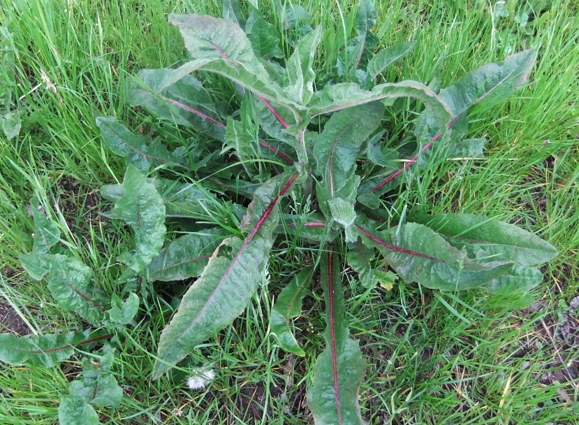 Image of Cichorium intybus specimen.